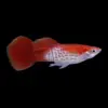 Guppy Macho Rojo Blond Cobra | Poecilia Reticulatus nascapers.es
