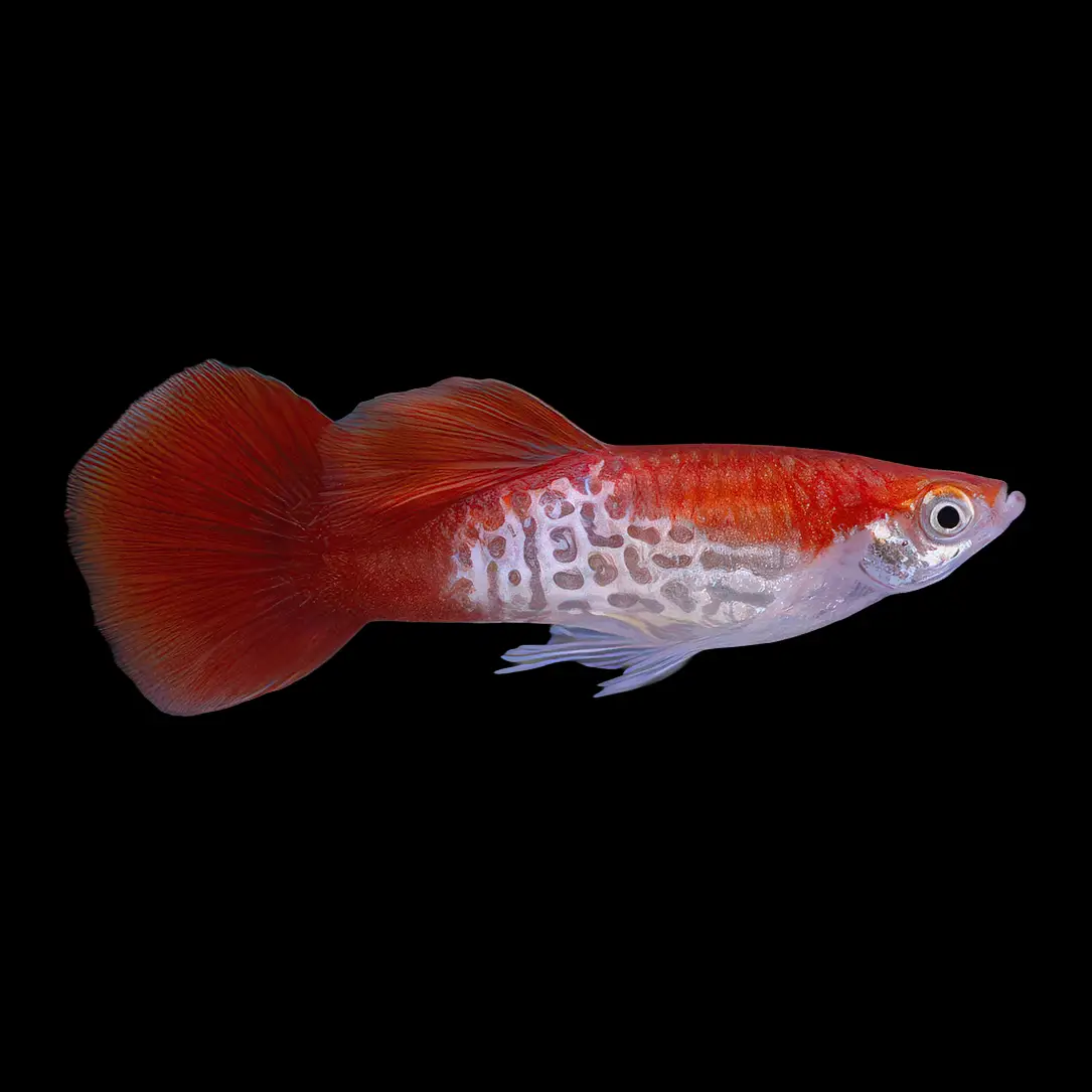 Guppy Macho Rojo Blond Cobra | Poecilia Reticulatus nascapers.es