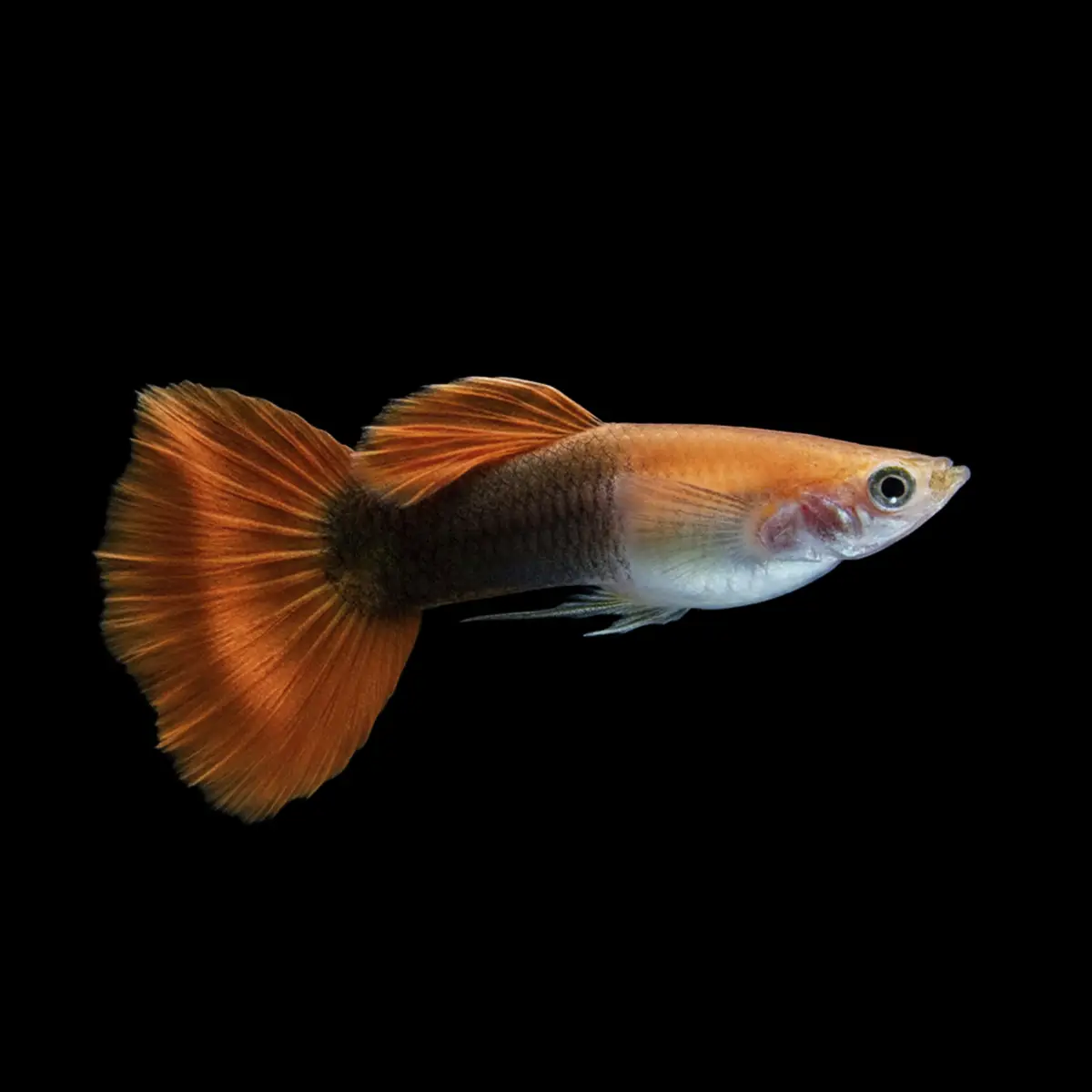Guppy Macho Rojo Blond | Poecilia Reticulatus nascpers.es