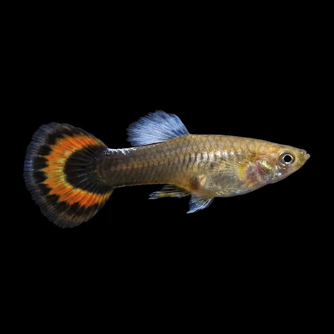 Guppy Macho Sunray | Poecilia Reticulatus nascapers.es