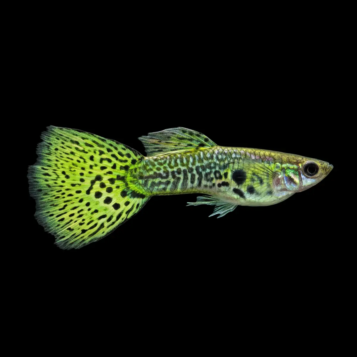Guppy Macho Verde Mosaico | Poecilia reticulatus nascapers.es