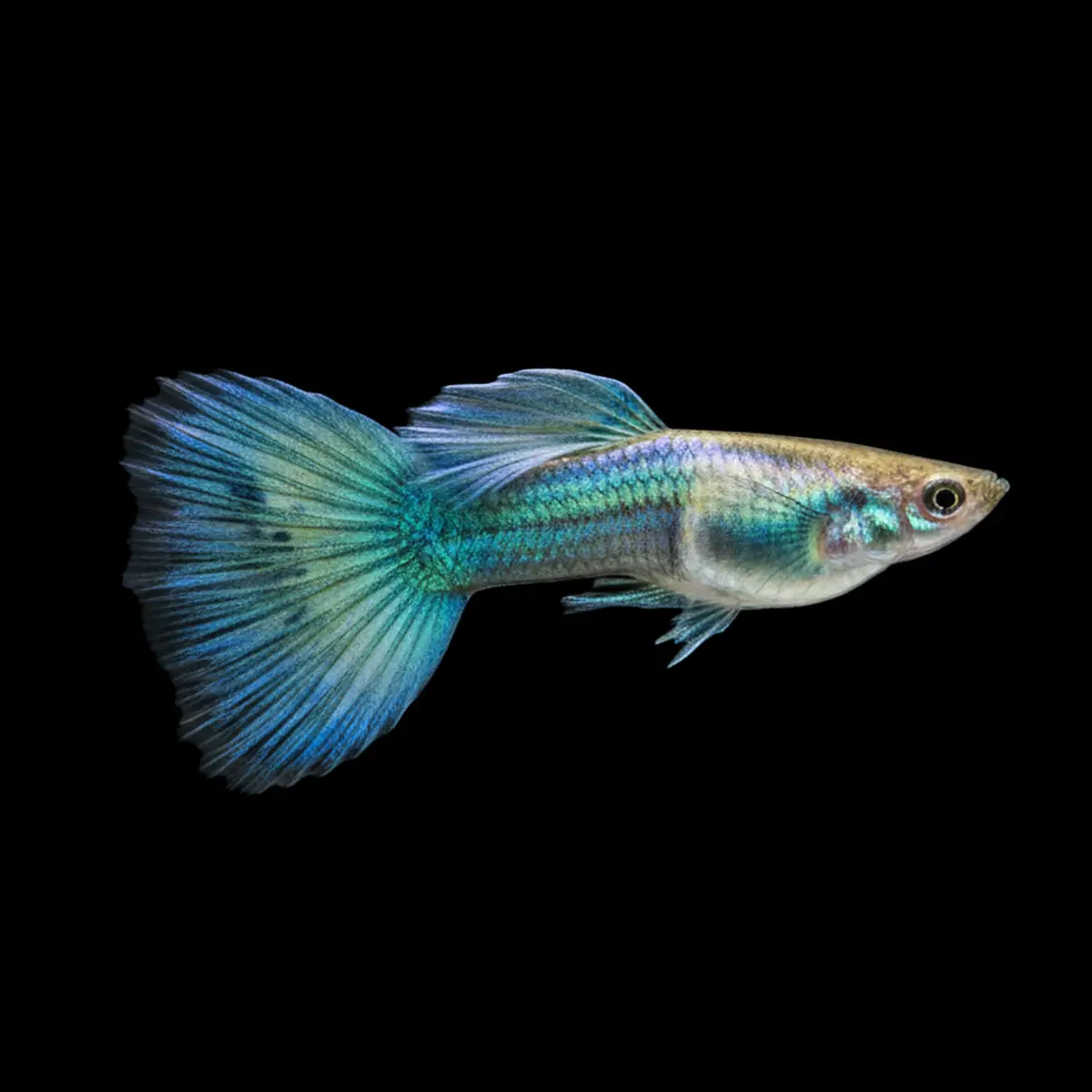 Guppy Macho Verde Moscow | Poecilia reticulatus nascapers.es