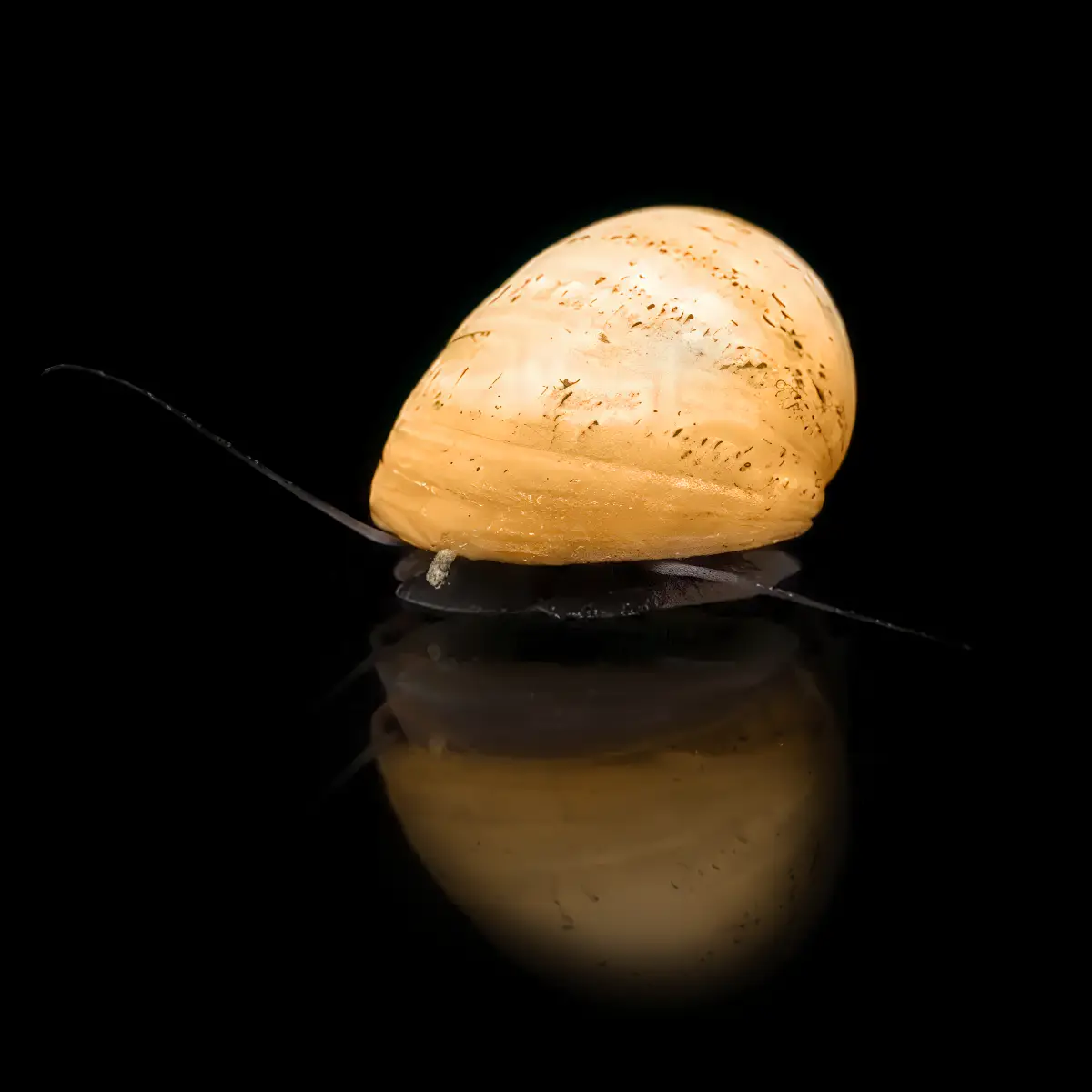 Caracol Casco Militar Dorado nascapers.es