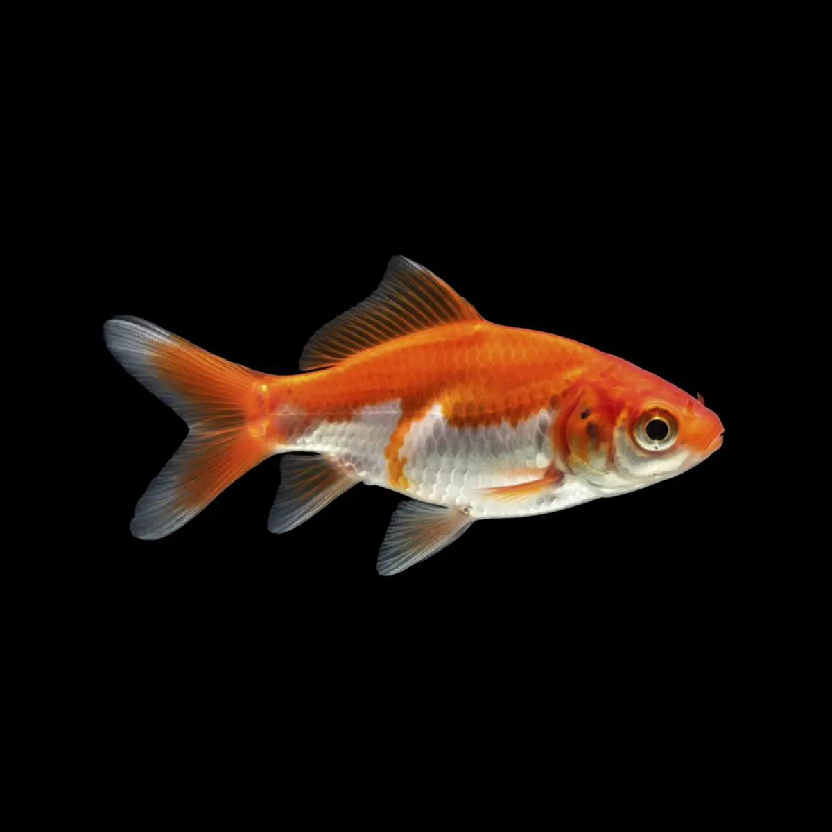 Carpa Cometa Naranja Blanco nascapes.es