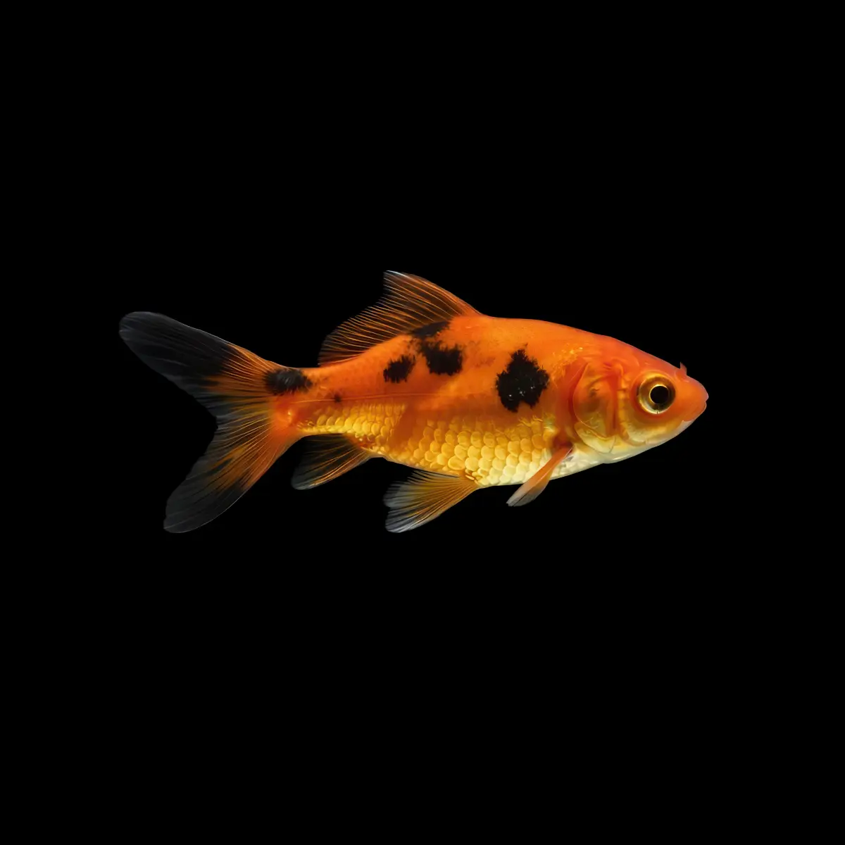 Carpa Cometa Naranja Negro nascapers.es