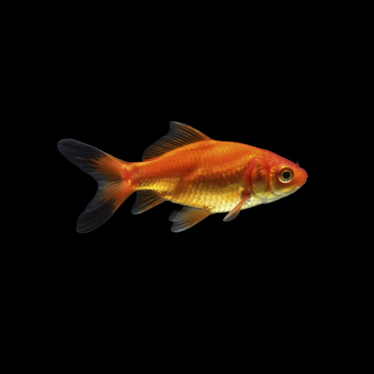 Carpa Cometa Naranja Negro nascapers.es