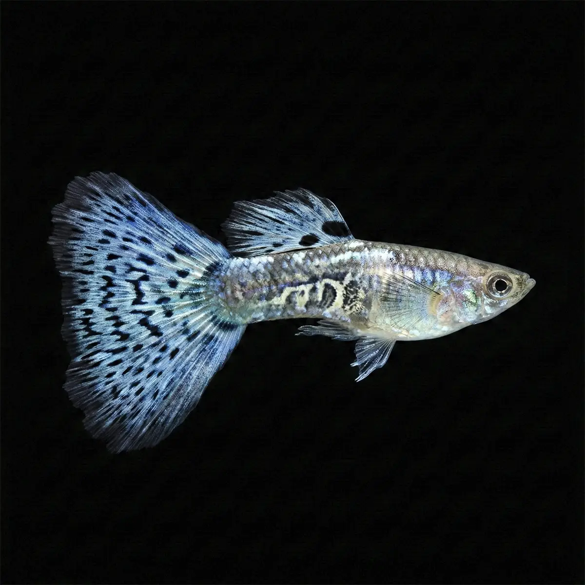 guppy cobra Azul macho nascapers.es