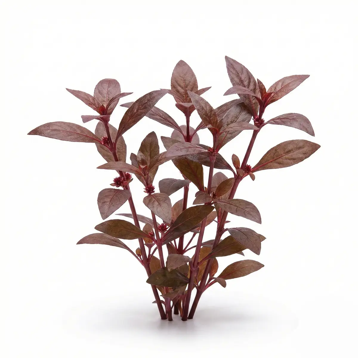 Alternanthera Sessilis nascapers.es