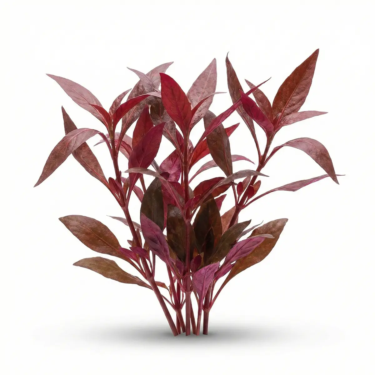 Alternanthera cardinalis doble rojo nascapers.es