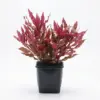 Alternanthera reineckii Red Ruby ́XXL nascapers.es