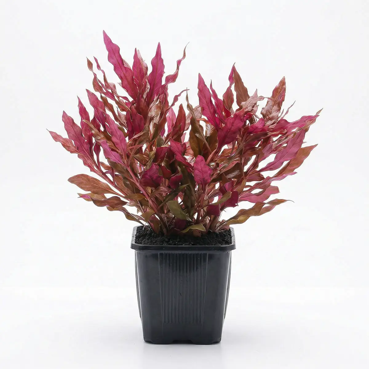 Alternanthera reineckii Red Ruby ́XXL nascapers.es