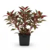 Alternanthera reineckii Red XXL nascapers.es