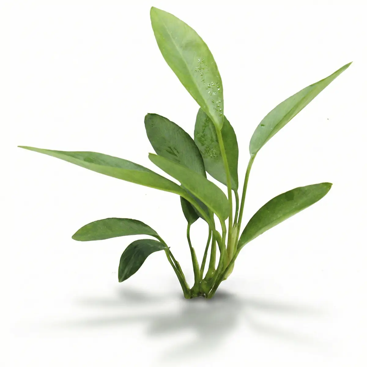 Anubias congensis round (hoja ronda) nascapers.es