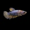 Betta Hembra Superdelta | Betta splendens nascapers.es