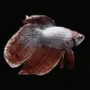 Betta Macho Dragón Velo | Betta splendens nascapers.es