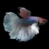 Betta Macho Dumbo Media Luna | Betta splendens nascapers.es