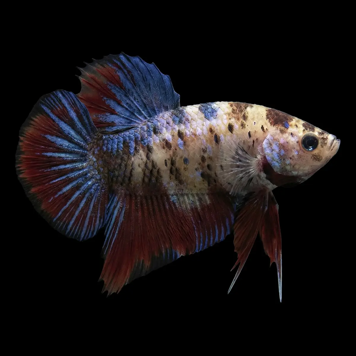 Betta Macho Gigante Grado A | Betta splendens nascapers.es