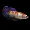 Betta Macho Koi | Betta splendens nascapers.es