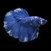 Betta Macho Media Luna Blanco Mariposa | Betta splendens nascapers.es
