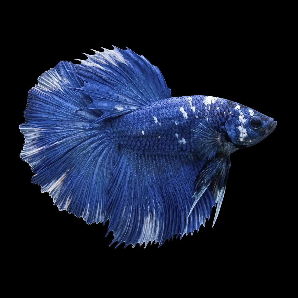 Betta Macho Media Luna Blanco Mariposa | Betta splendens nascapers.es