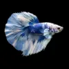 Betta Macho Media Luna Blanco Mariposa | Betta splendens nascapers.es