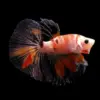 Betta Macho Media Luna Koi | Betta splendens nascapers.es