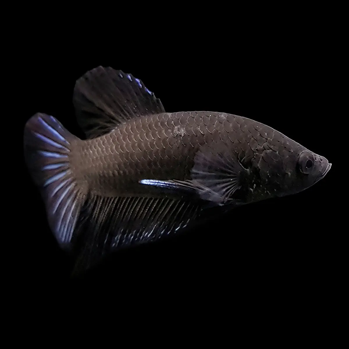 Betta Macho Media Luna Plakat Negro | Betta splendens nascapers.es