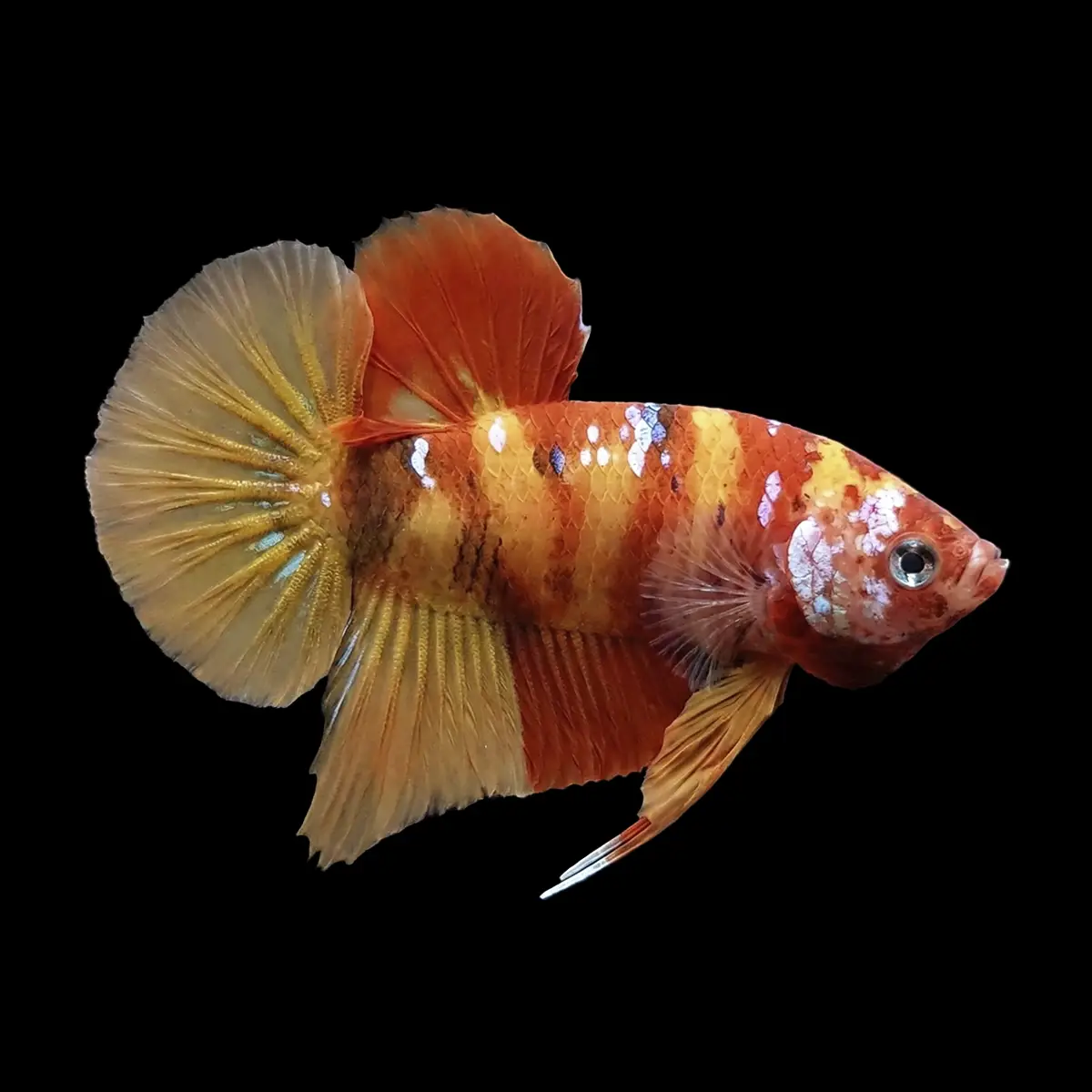 Betta Macho Media Luna Plakat Nemo | Betta splendens nascapes.es