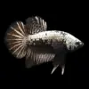 Betta Macho Media Luna Plakat Samurai | Betta splendens nascapers.es