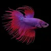 Betta Macho Cola Corona Fucsia | Betta splendens nascapers.es
