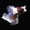Betta Macho Plakat Dumbo | Betta splendens nascapers.es