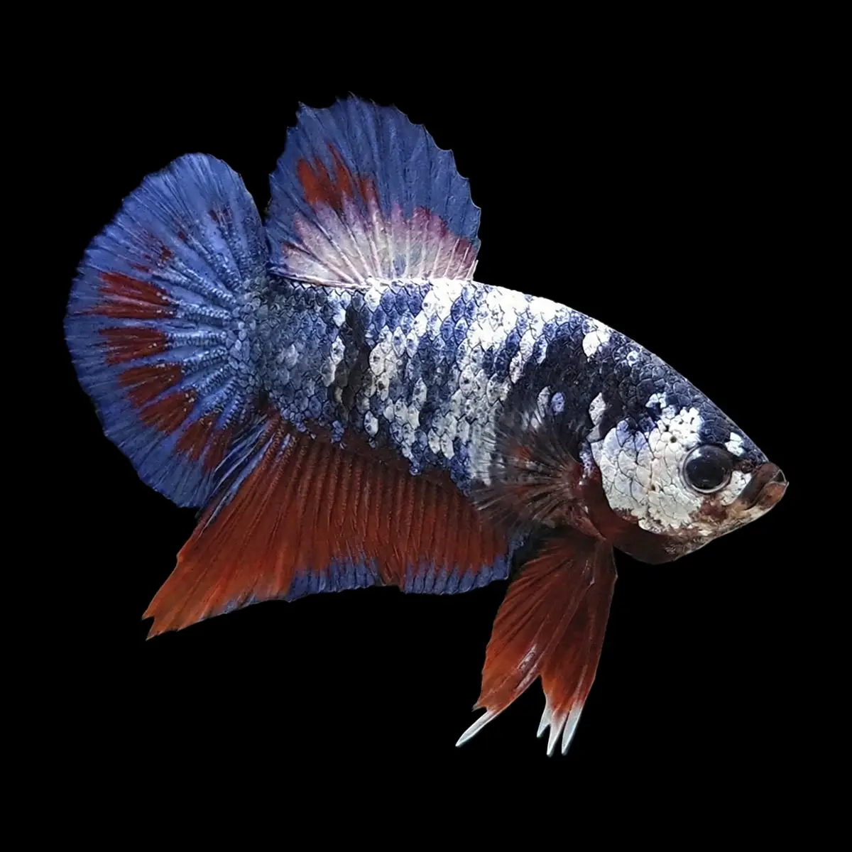 Betta Macho Plakat Media Luna | Betta splendens nascapers.es