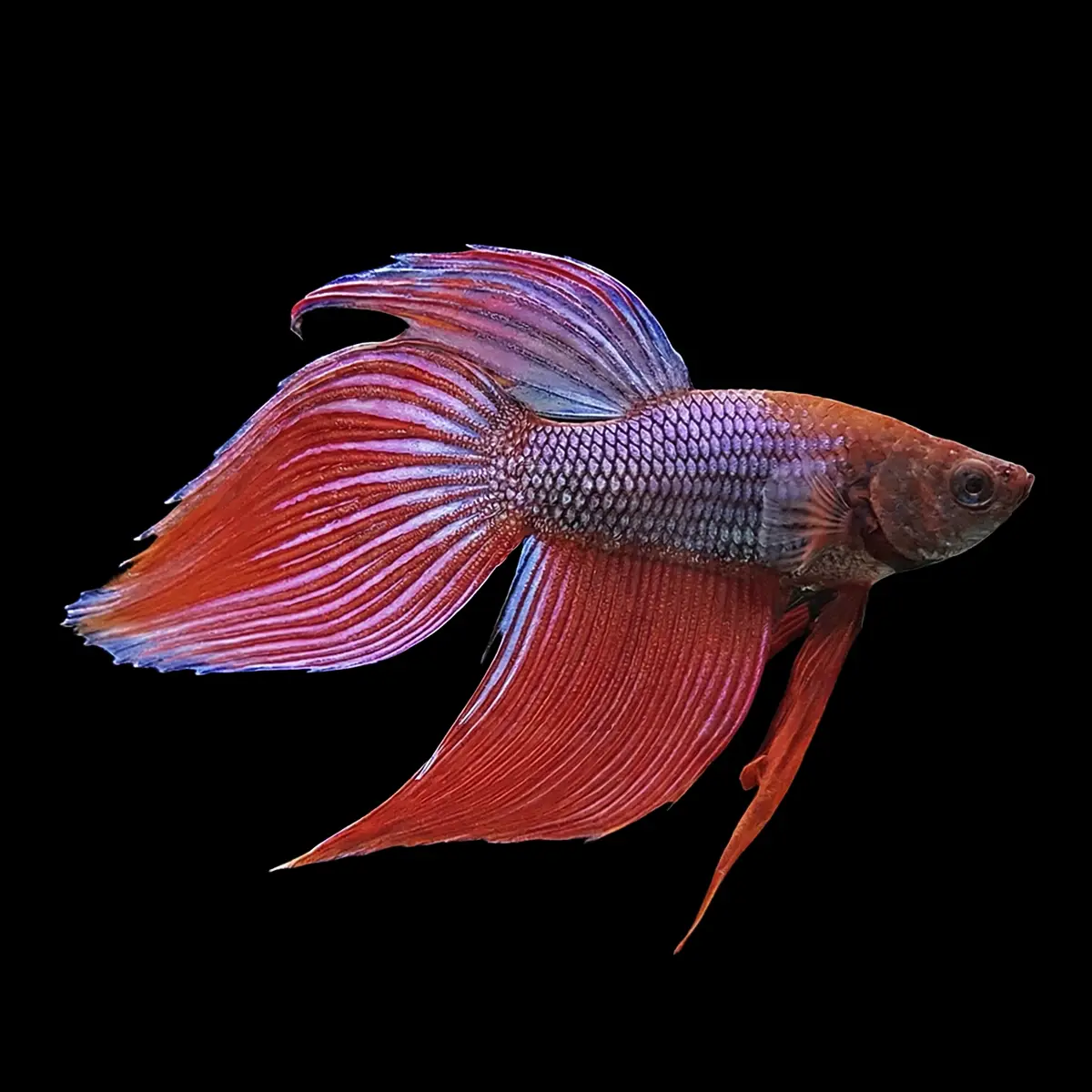 Betta Macho Splendens Fucsia/Rojo | Betta splendens nascapers.es