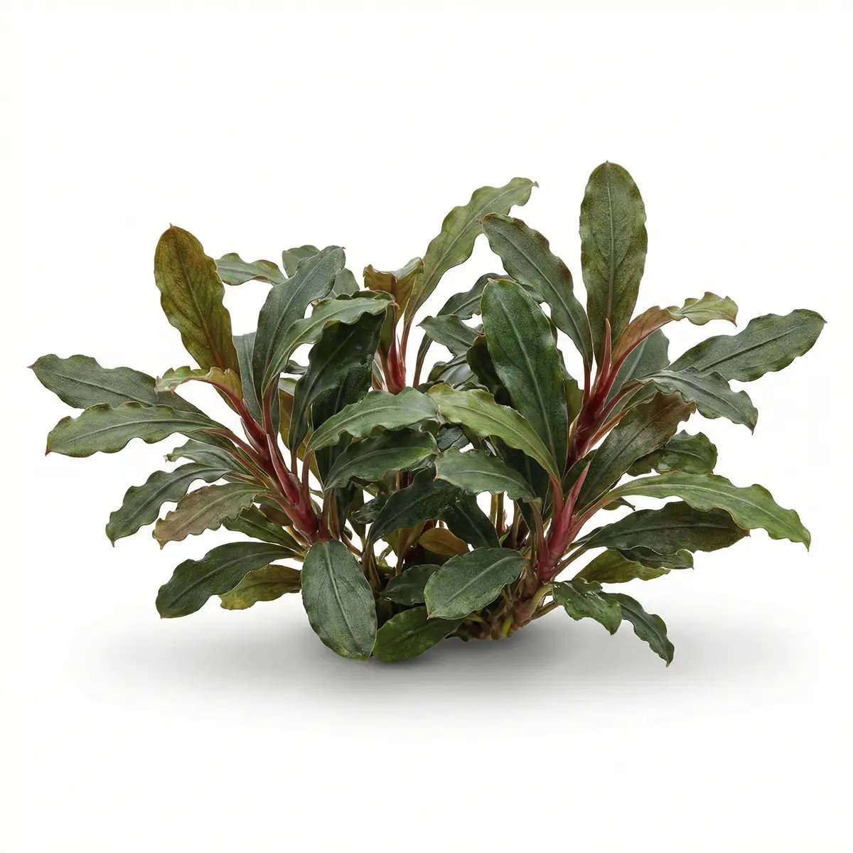 Buchephalandra sp. Mini red nascapers.es