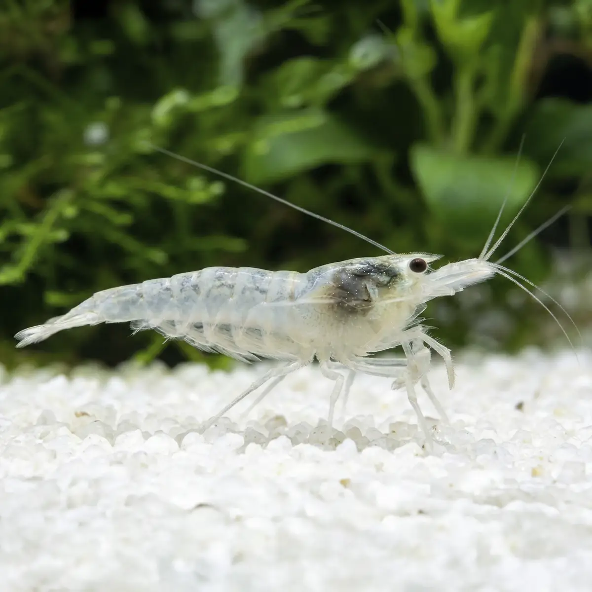 Caridina Multidentata Japonica White nascapers.es
