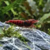 Caridina Red King Kong Extreme nascapers.es