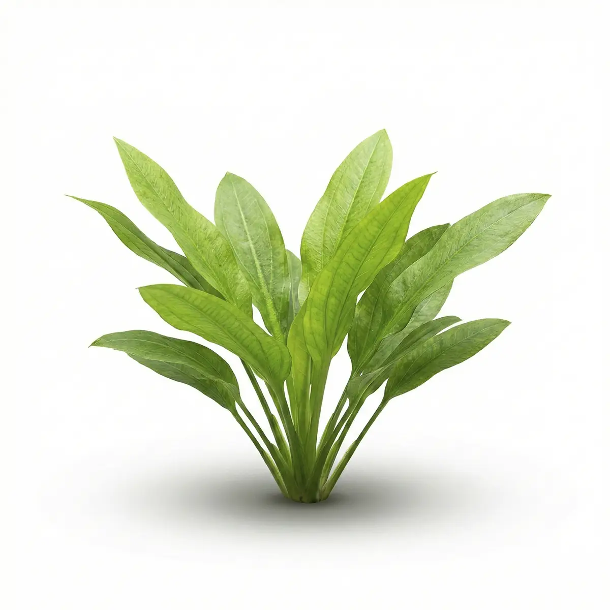 Echinodorus Magdalensis nascapers.es