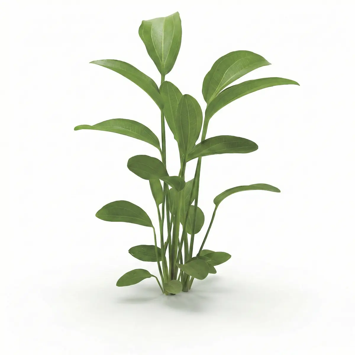 Echinodorus Radicans nascxapers.es