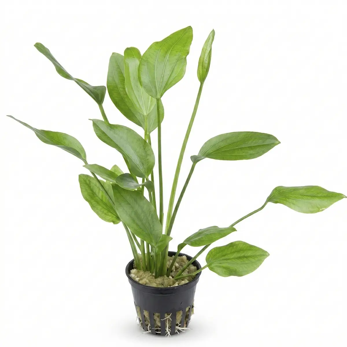 Echinodorus Palifolius nascapers.es