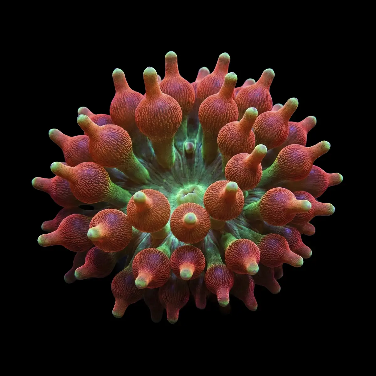 Etacmaea Quadricolor Anémona Burbuja nascapers.es