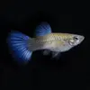 Guppy Hembra Azul Metálic Neon | Poecilia reticulatus nascapers.es
