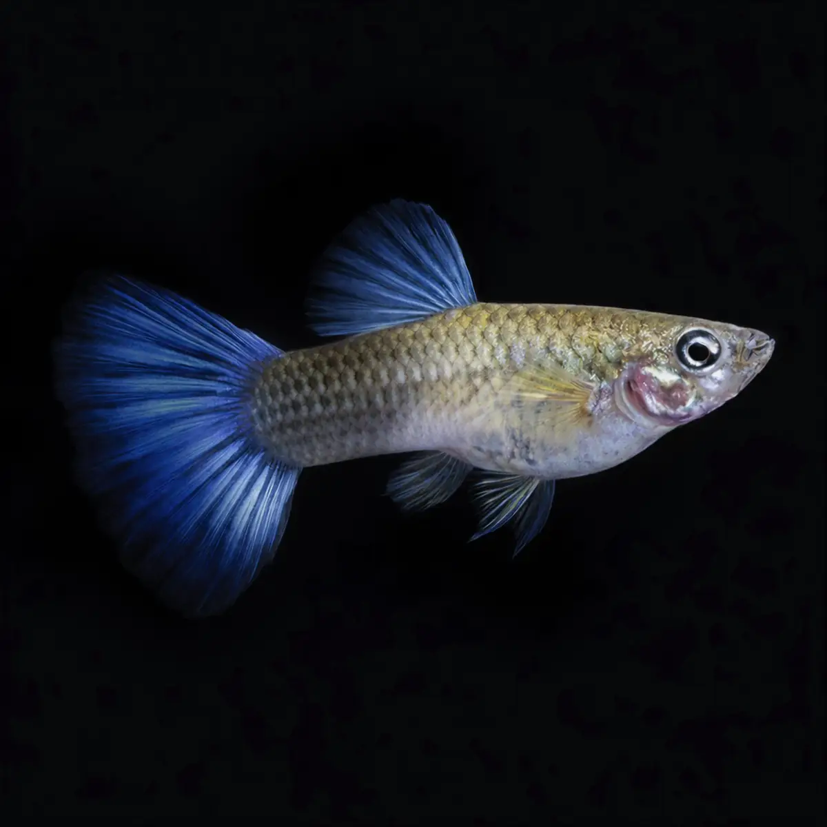 Guppy Hembra Azul Metálic Neon | Poecilia reticulatus nascapers.es