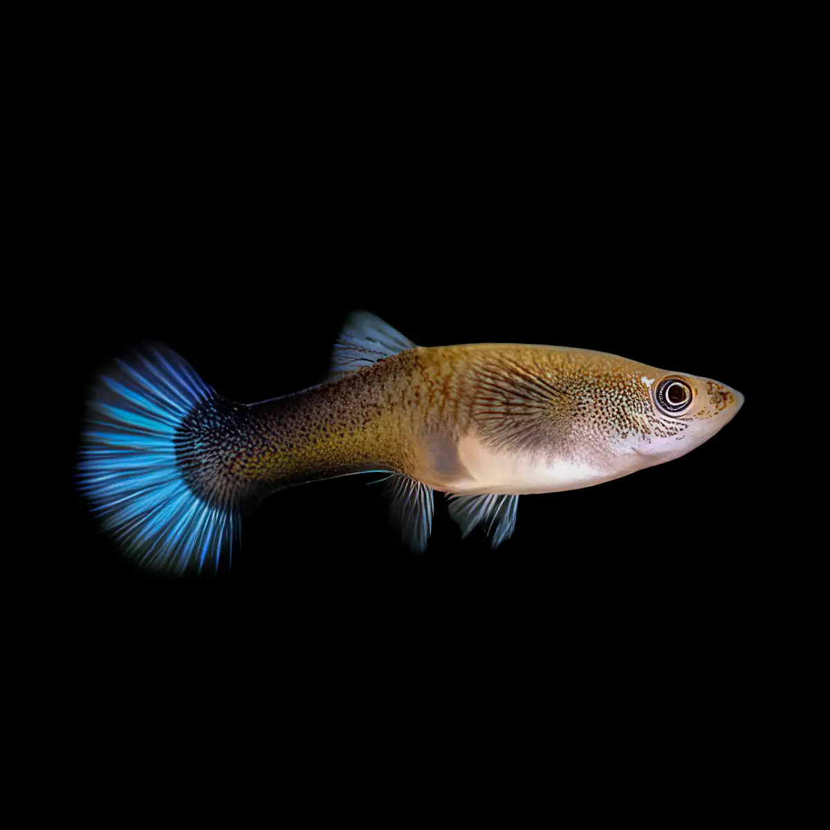 Guppy Hembra Azul Moscow | Poecilia reticulatus nascapers.es