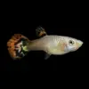 Guppy Hembra Cobra Surtida | Poecilia reticulatus nascapers.es