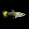 Guppy Hembra Flame | Poecilia reticulatus