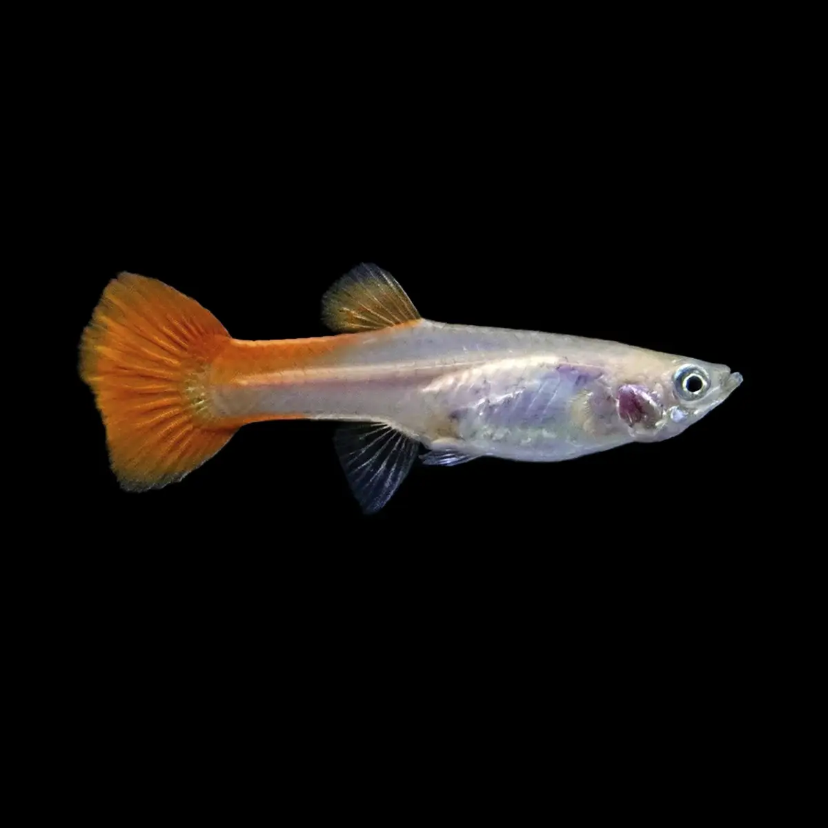 Guppy Hembra Rojo Blond nascapers.es