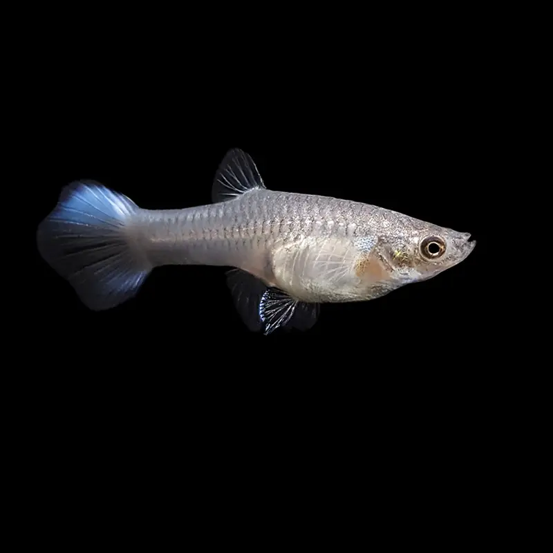 Guppy Hembra Tijera | Poecilia reticulatus nascapers.es