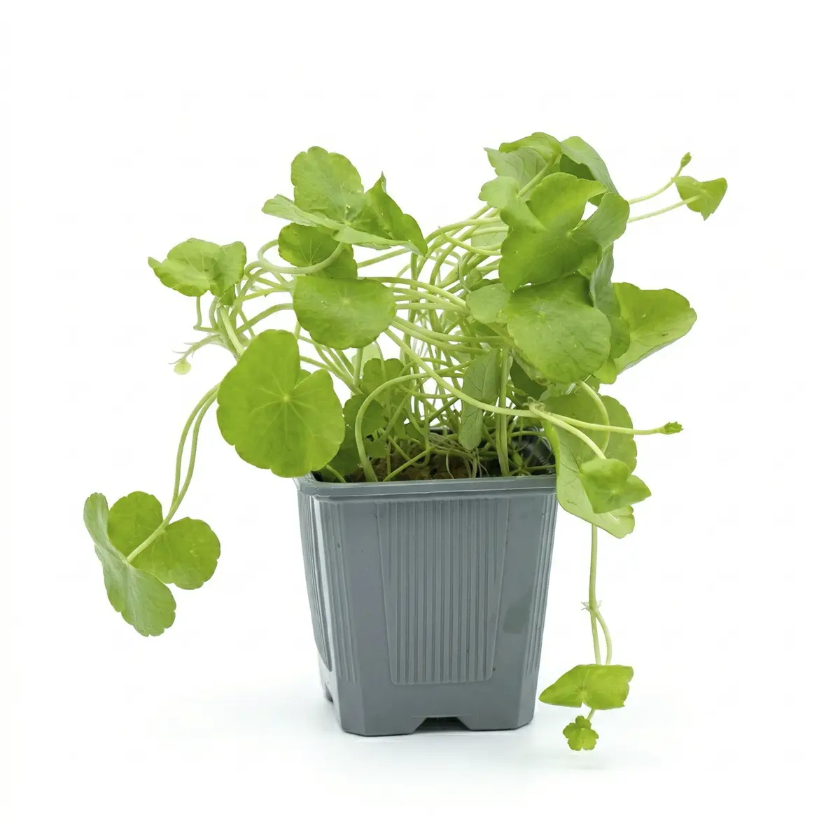 Hydrocotyle leucocephala XXL nascapes.es