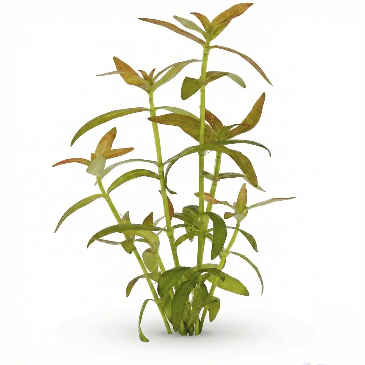 Hygrophila Pantanal (manojo) nascapers.es