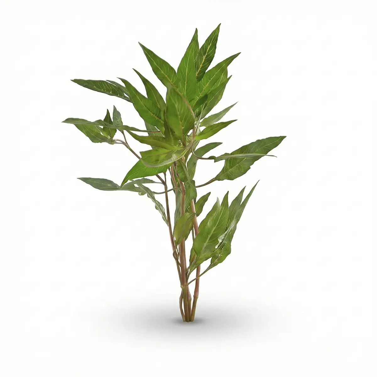 Hygrophila salicifolia nascapers.es